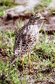 SPOTTED STONE CURLEW