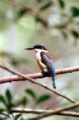 FOREST KINGFISHER